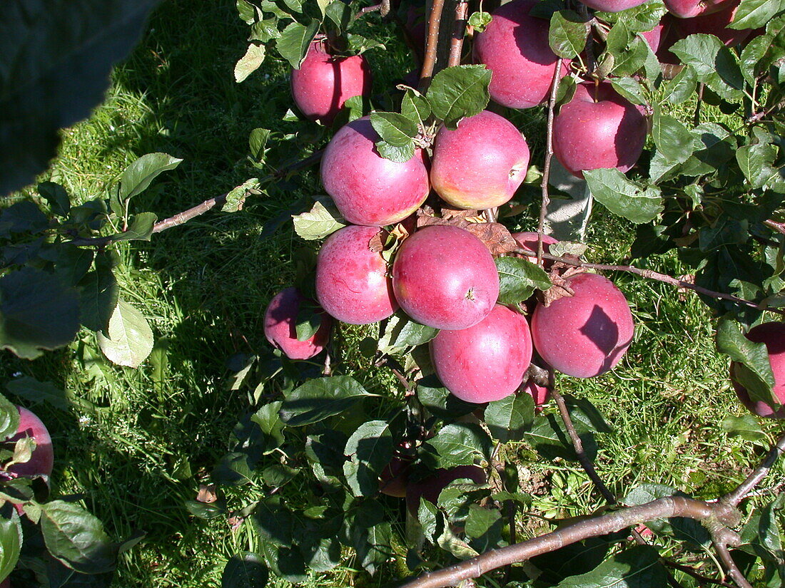 Malus domestica 'Enterprise'®