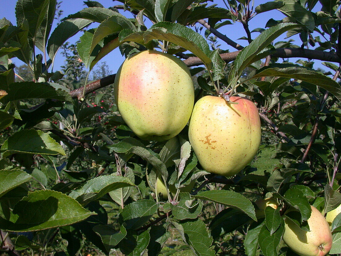 Malus domestica 'Yellow Bellefleur'.