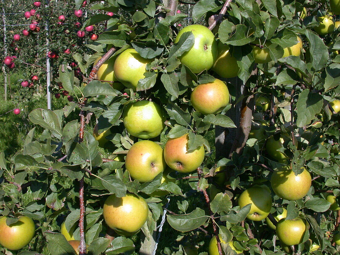 Malus domestica 'Goldstar