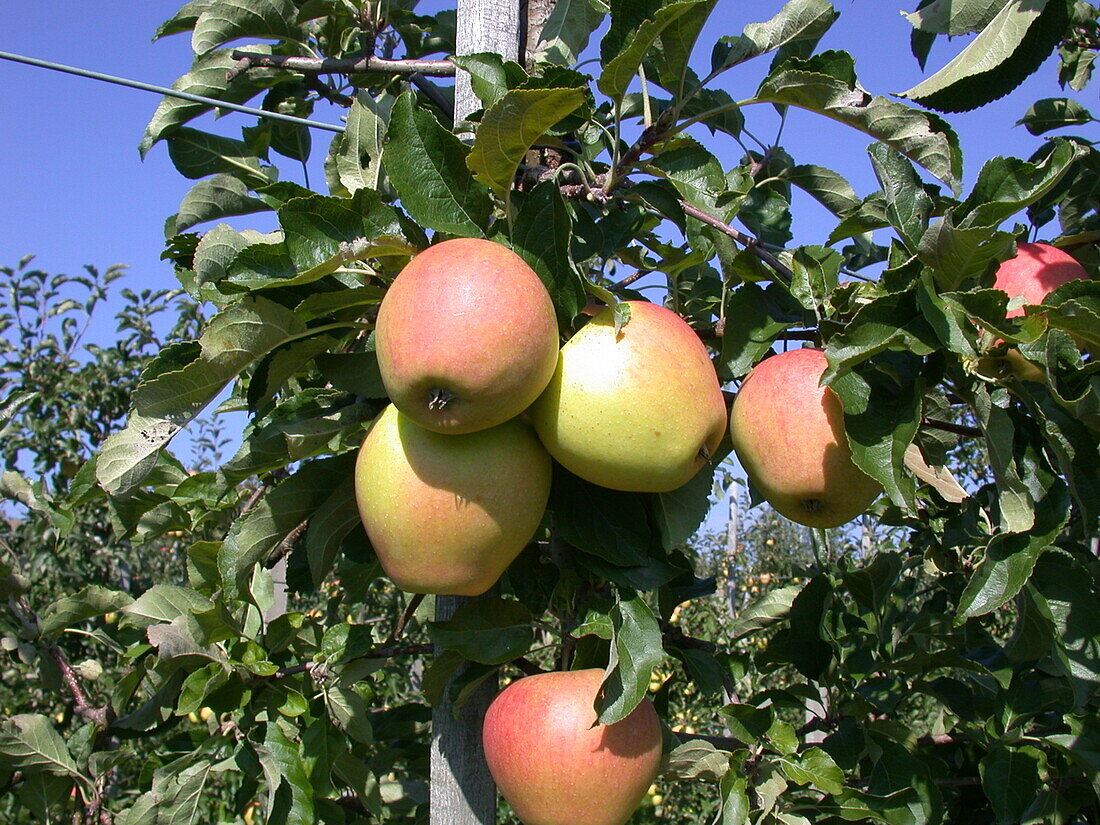 Malus domestica 'Pinova'(s)