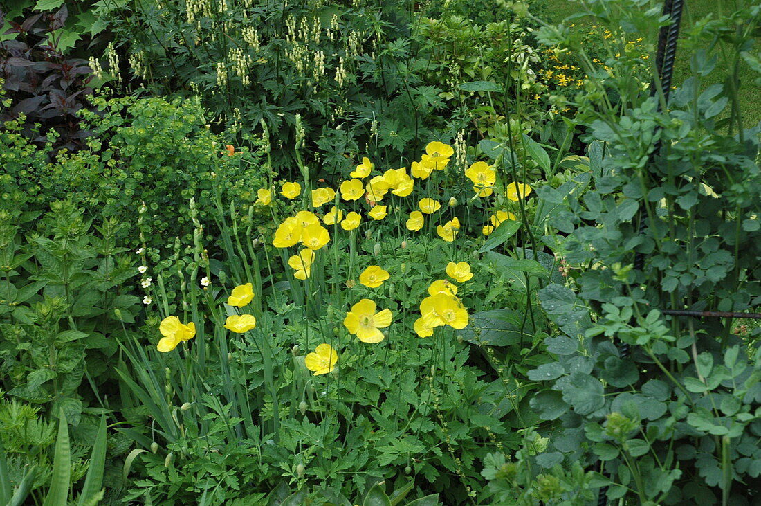 Meconopsis cambrica