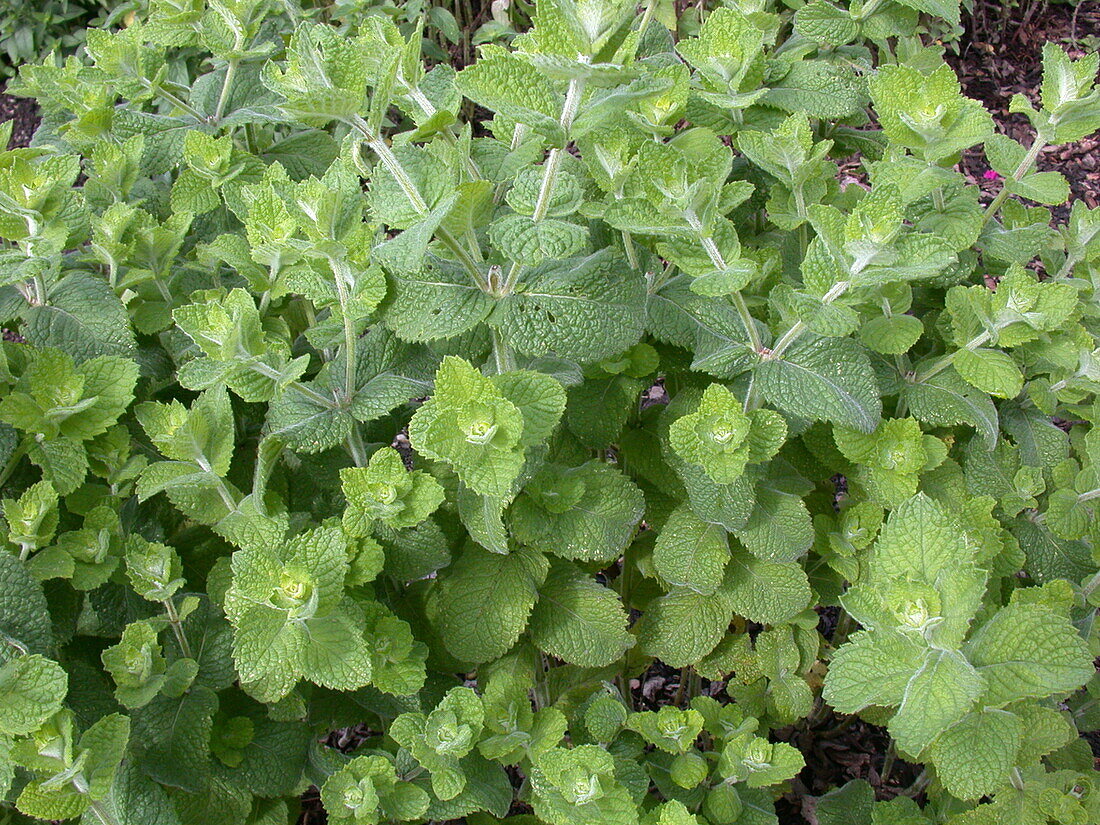 Mentha species 'Hollandia'