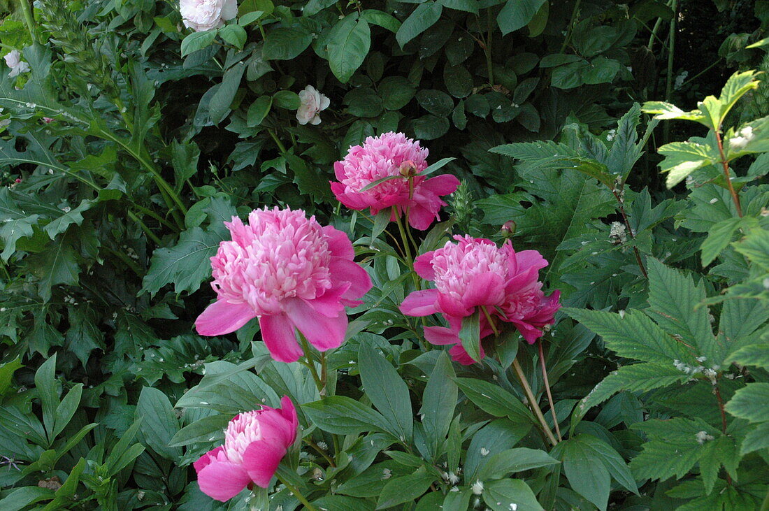 Paeonia lactiflora, pink