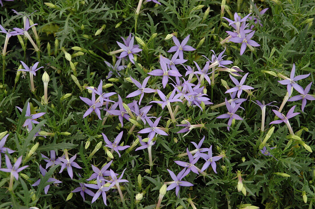 Isotoma axillaris 'Blue Star'.