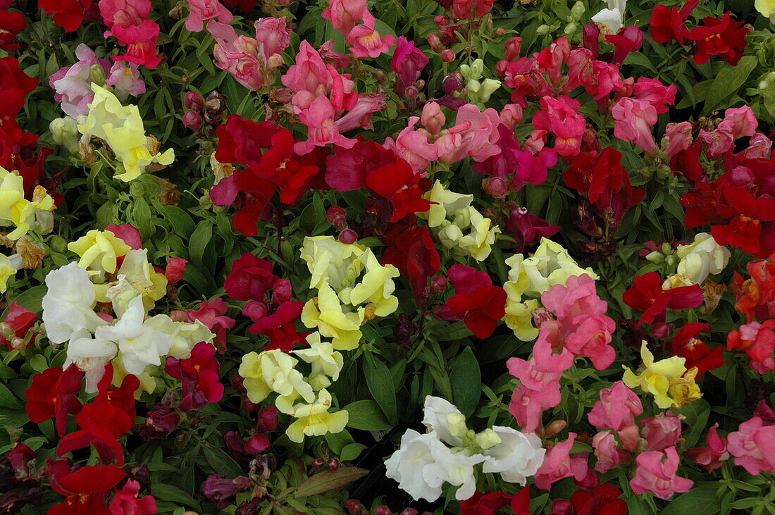 Antirrhinum majus