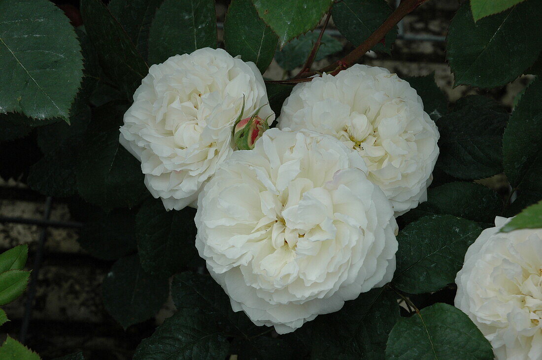 English Roses, white