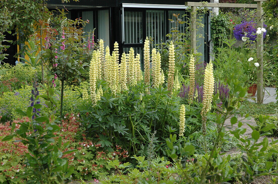 Lupinus polyphyllus, yellow