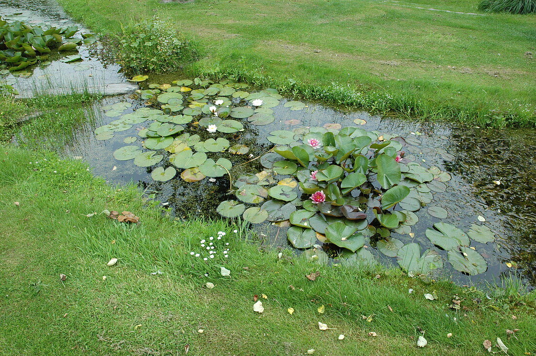 Watercourse with water lilies