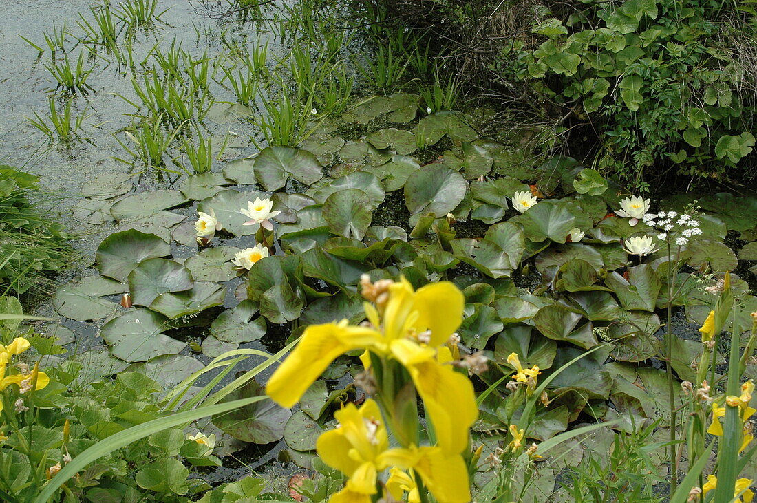 Nymphaea