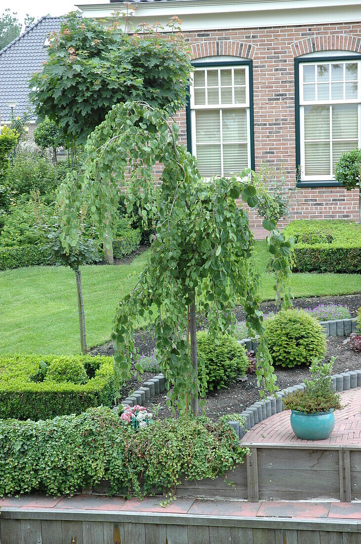 Cercis canadensis, stem