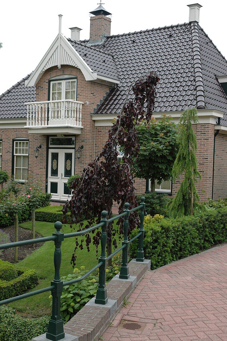 Fagus sylvatica 'Purple Fountain'.