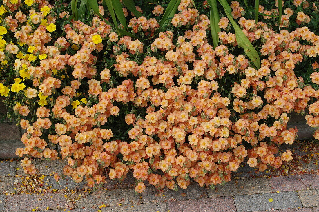 Helianthemum cultorum, orange