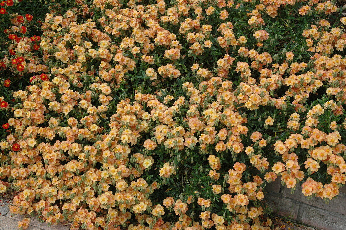 Helianthemum cultorum, orange