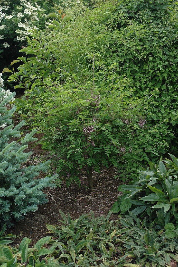 Robinia hispida