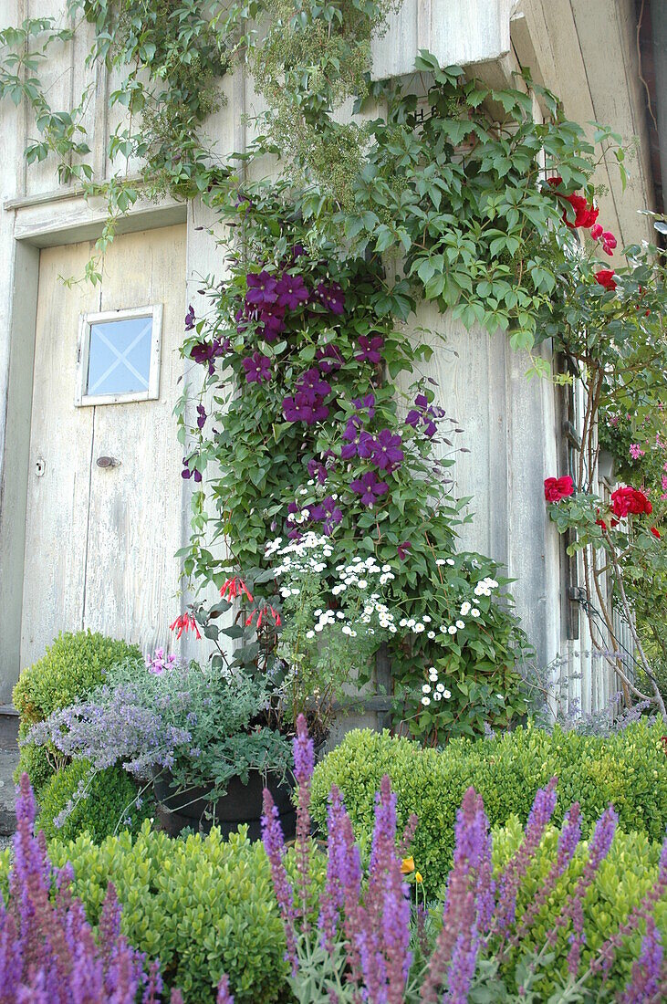 Climbing plants on house wall