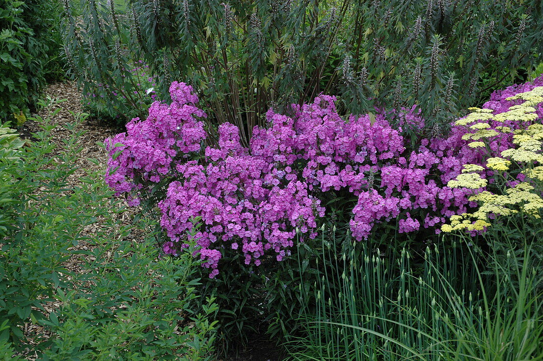 Phlox carolina