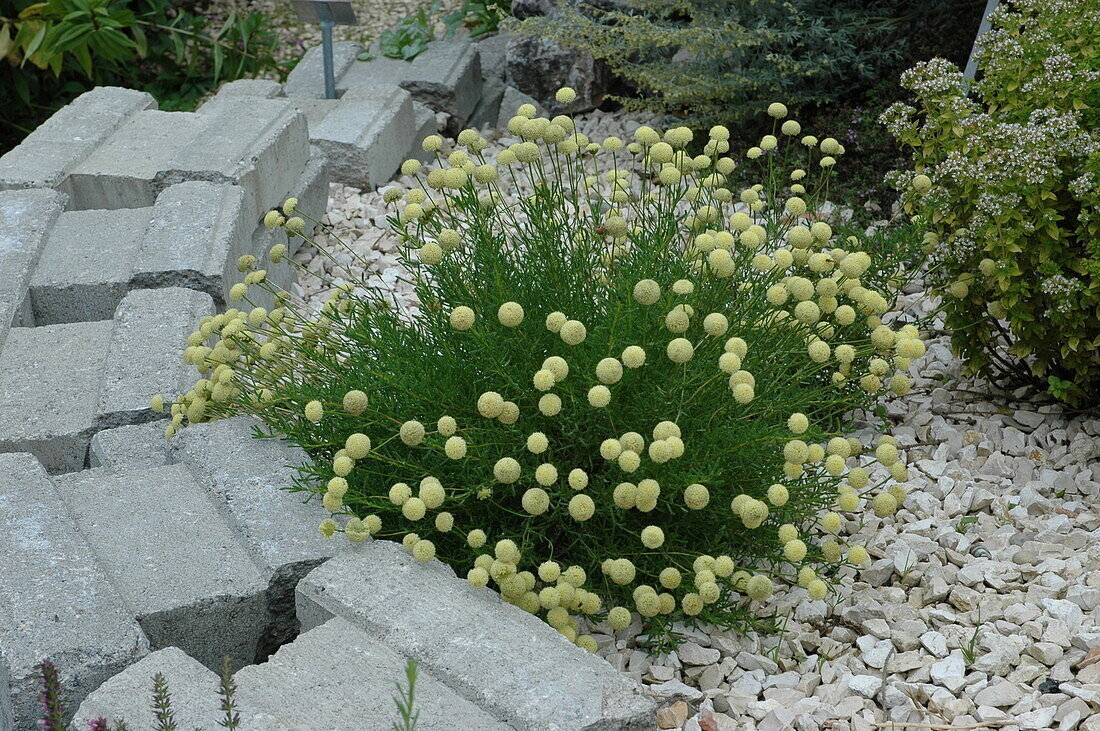 Santolina rosmarinifolia 'Primrose Gem'