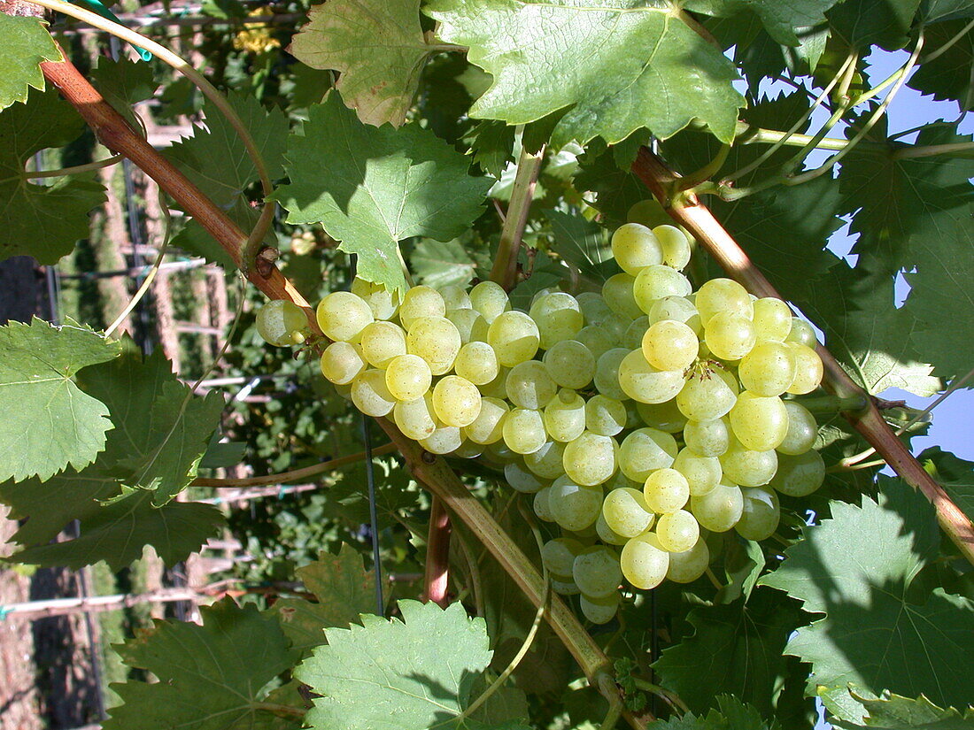 Vitis 'Lilla'