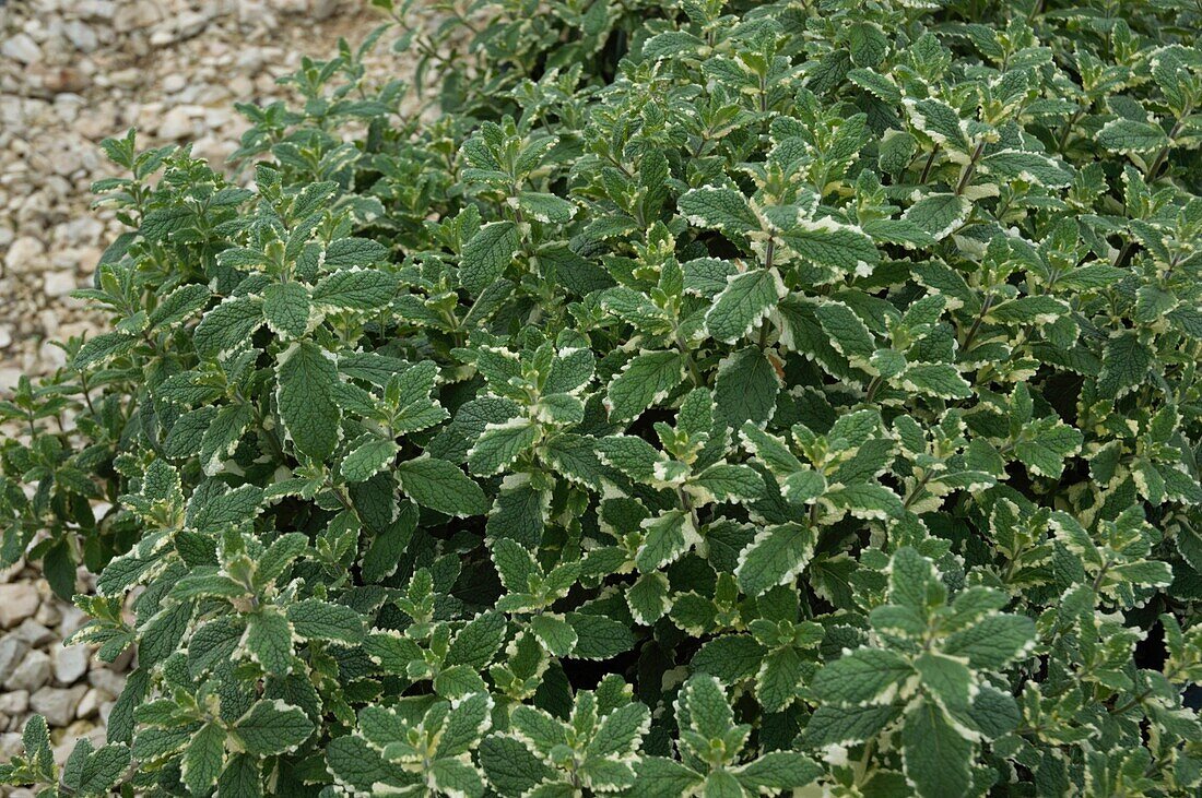 Mentha suaveolens 'Variegata'