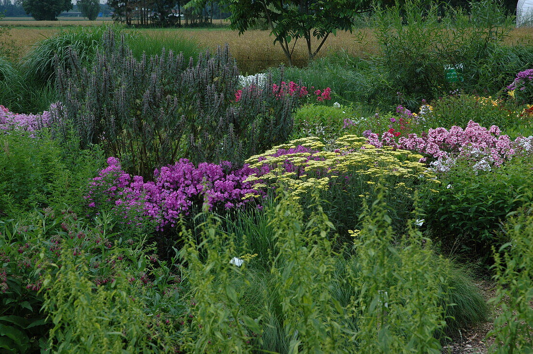 Herbaceous border