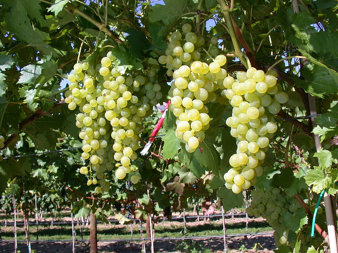 Vitis vinifera 'Lilla'(s)