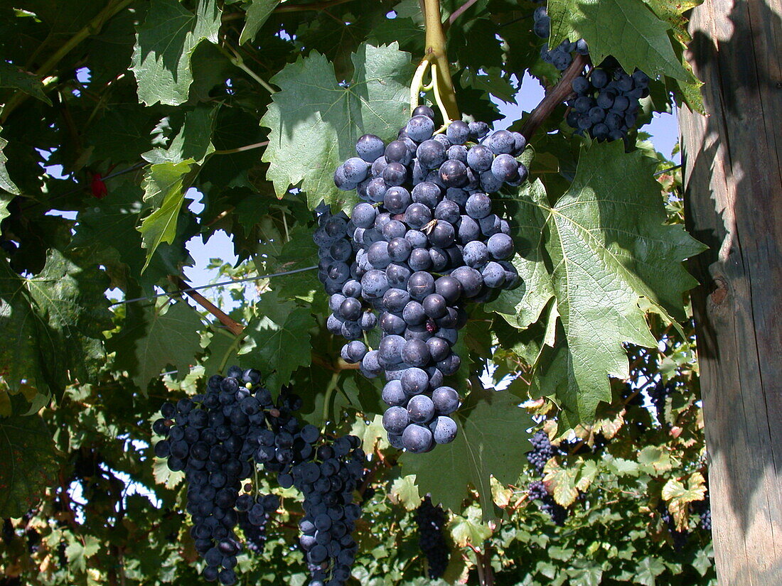 Vitis vinifera 'Königliche Esthertraube'