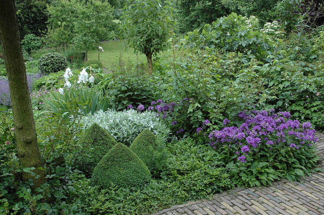Perennial border with Buxus