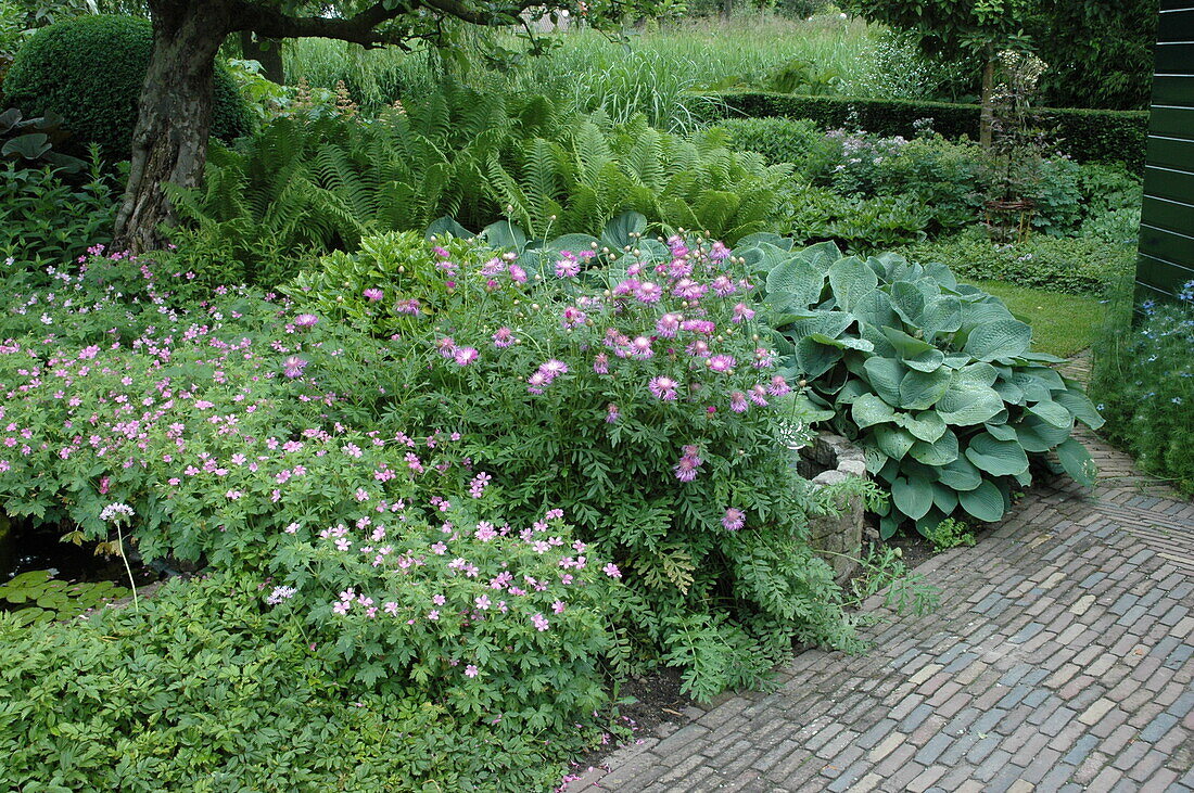 Geranium, Centaurea pulcherrima and Hosta