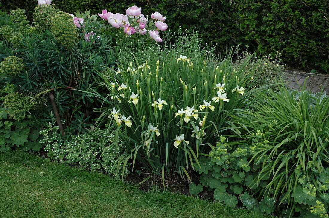 Iris sibirica, white