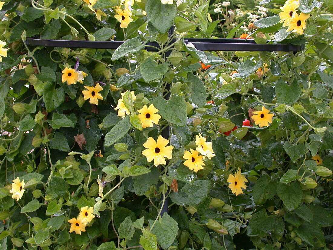 Thunbergia alata