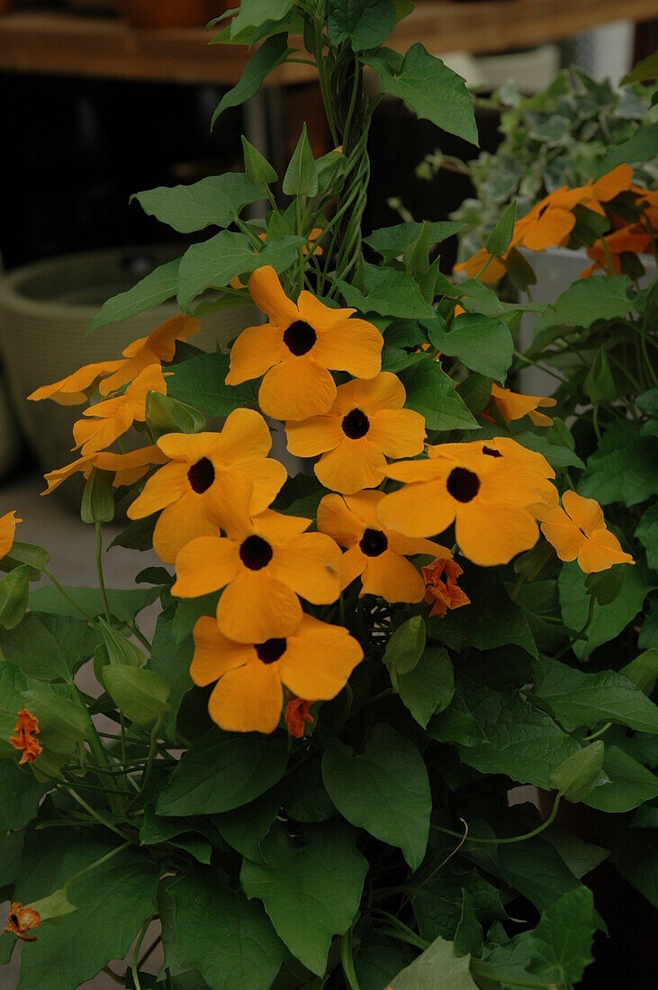 Thunbergia alata, golden yellow