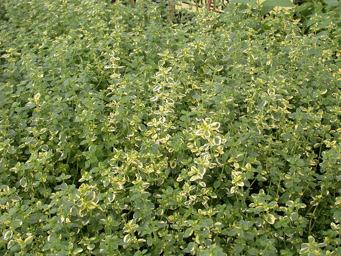 Thymus x citriodorus