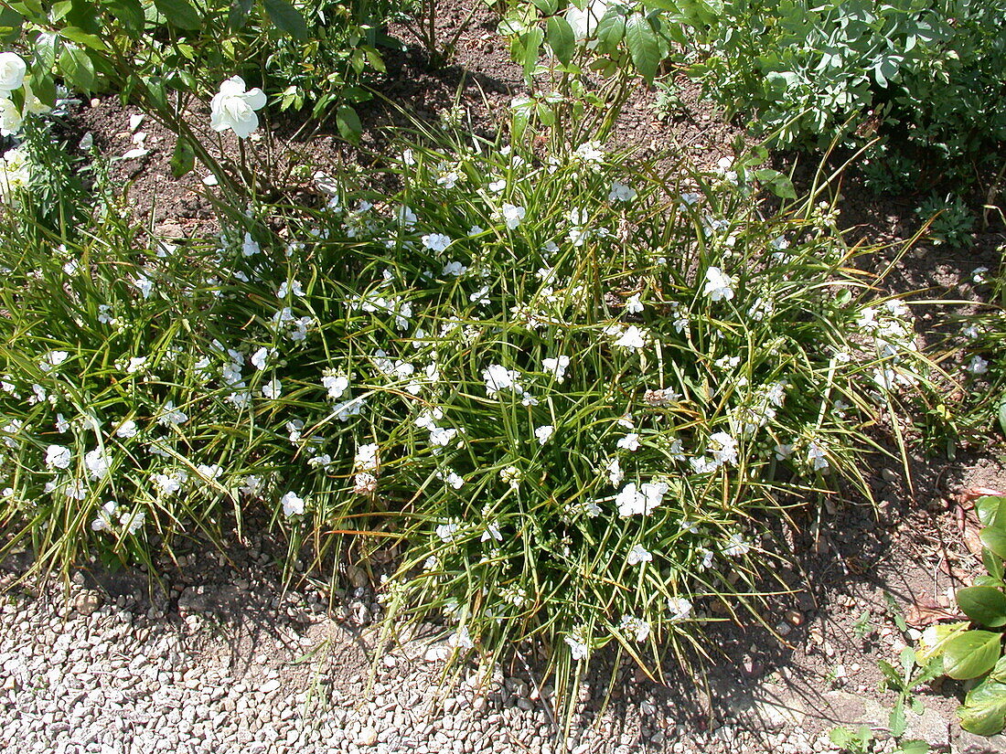 Tradescantia andersoniana, white