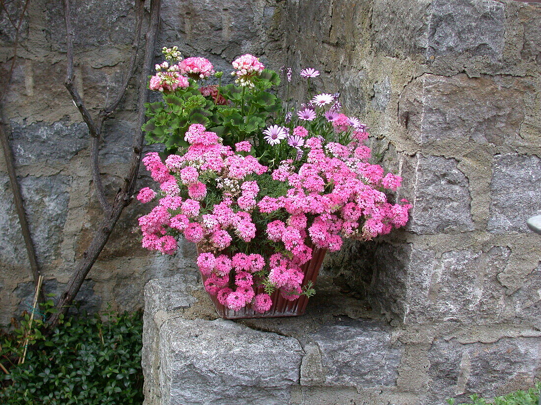 Verbena, Pelargonium, Osteospermum