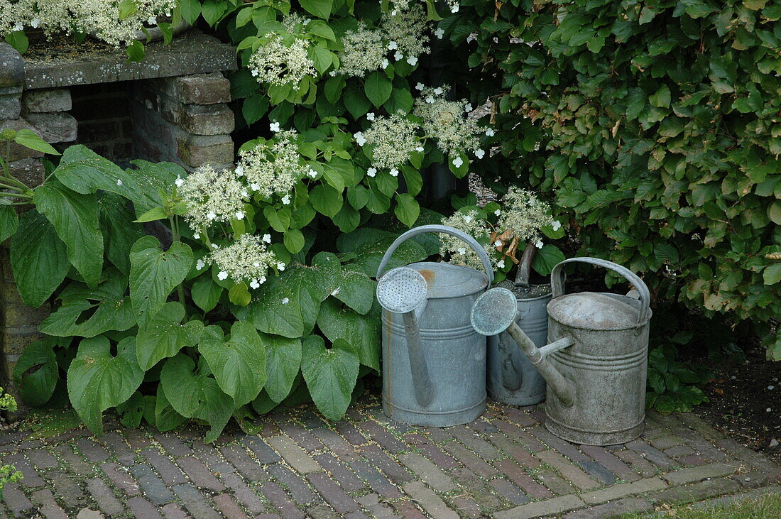 Viburnum plicatum