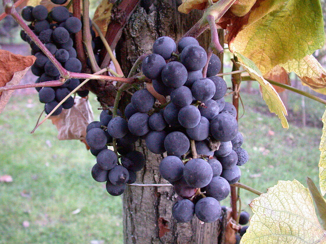 Vitis vinifera, blau