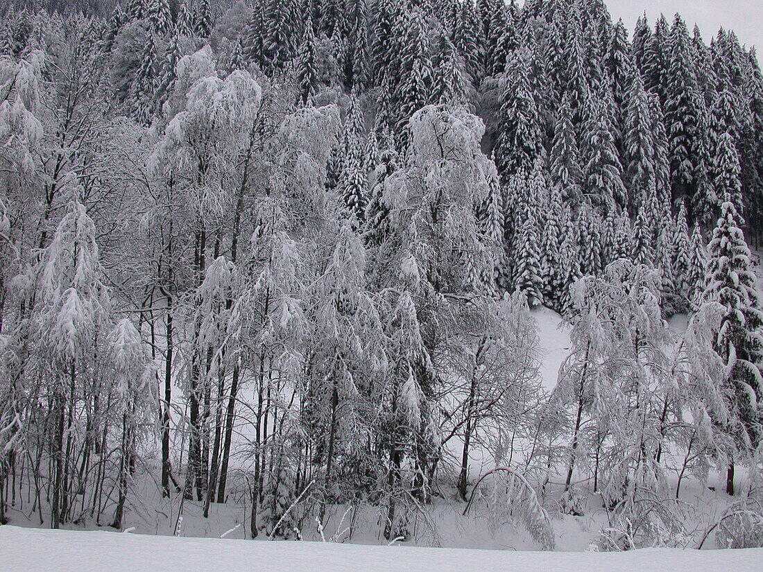 Waldrand im Schnee