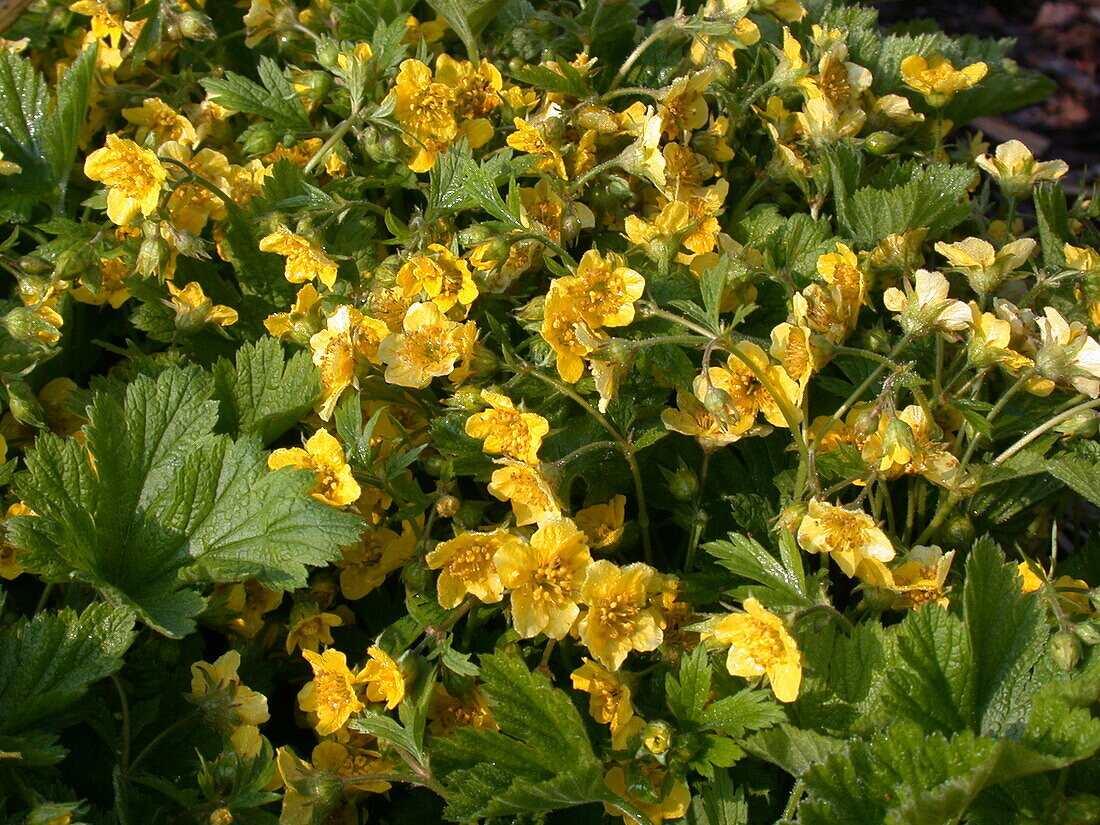 Forest stoneia geoides