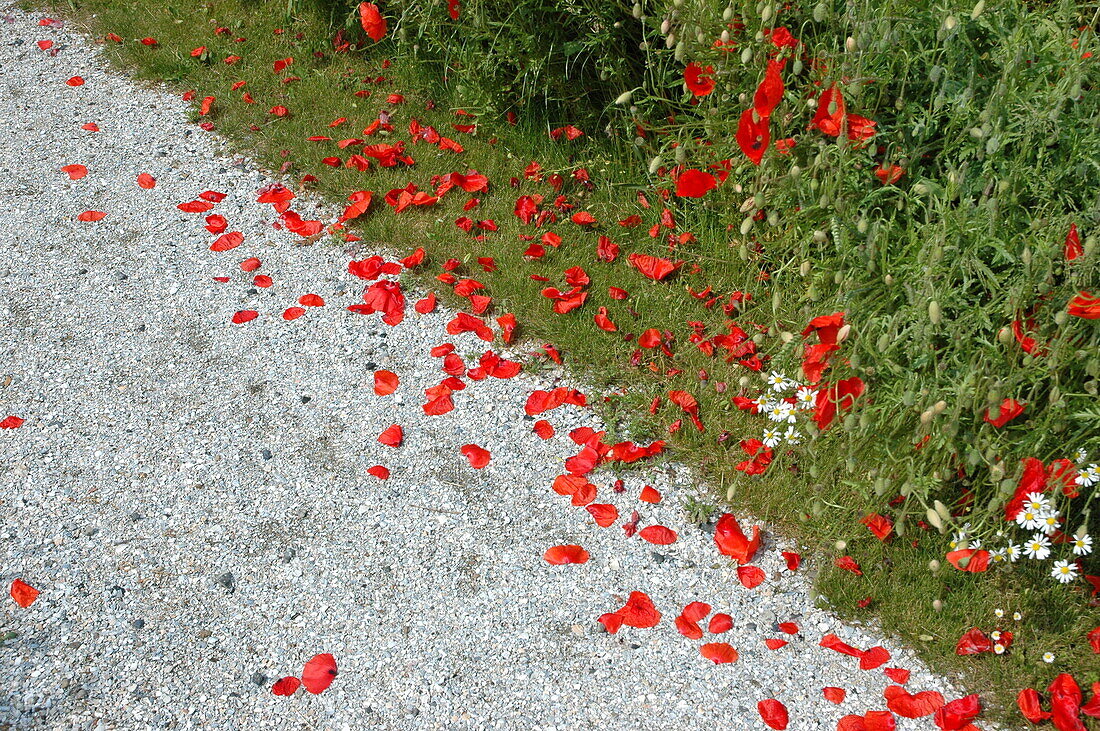 Path with poppy petals