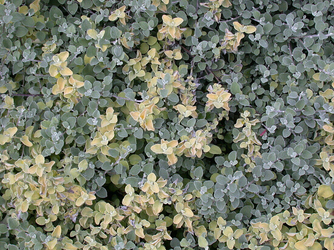 Helichrysum microphyllum