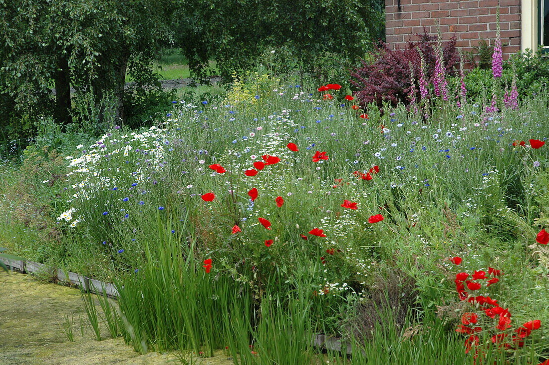 Wild flowers by the water