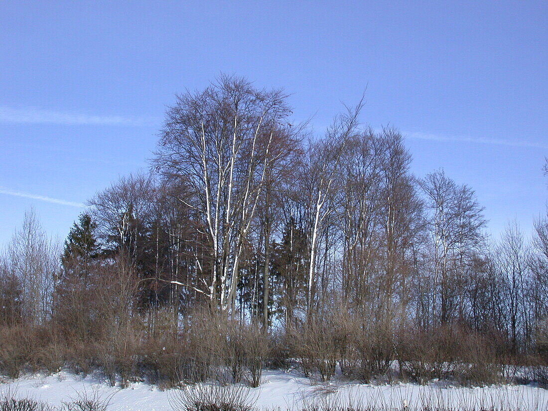 Winter landscape