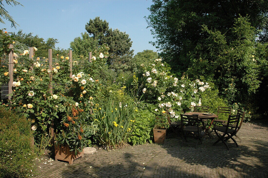 Gartenansicht mit Rosen