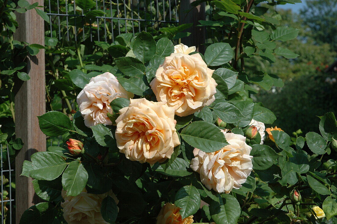 English rose