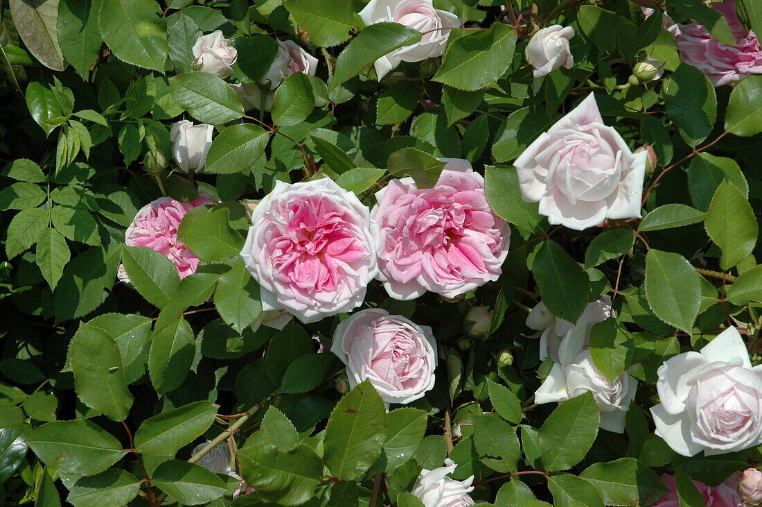 Climbing rose, bicoloured