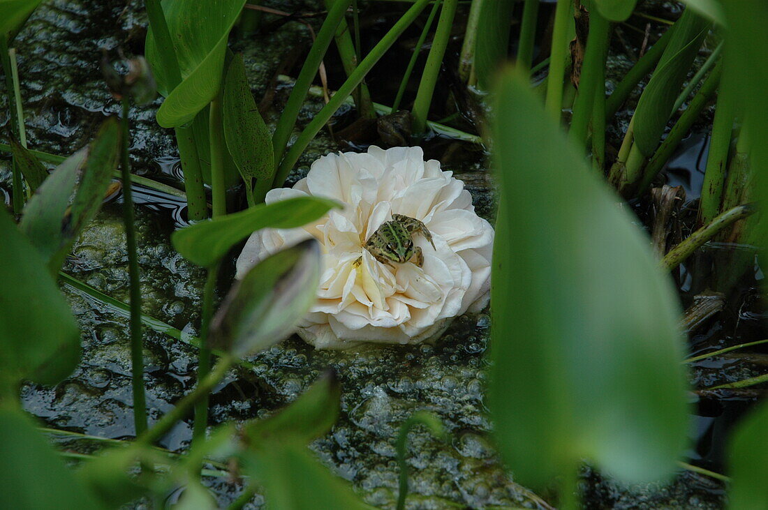 Frog on rose petals in a pond