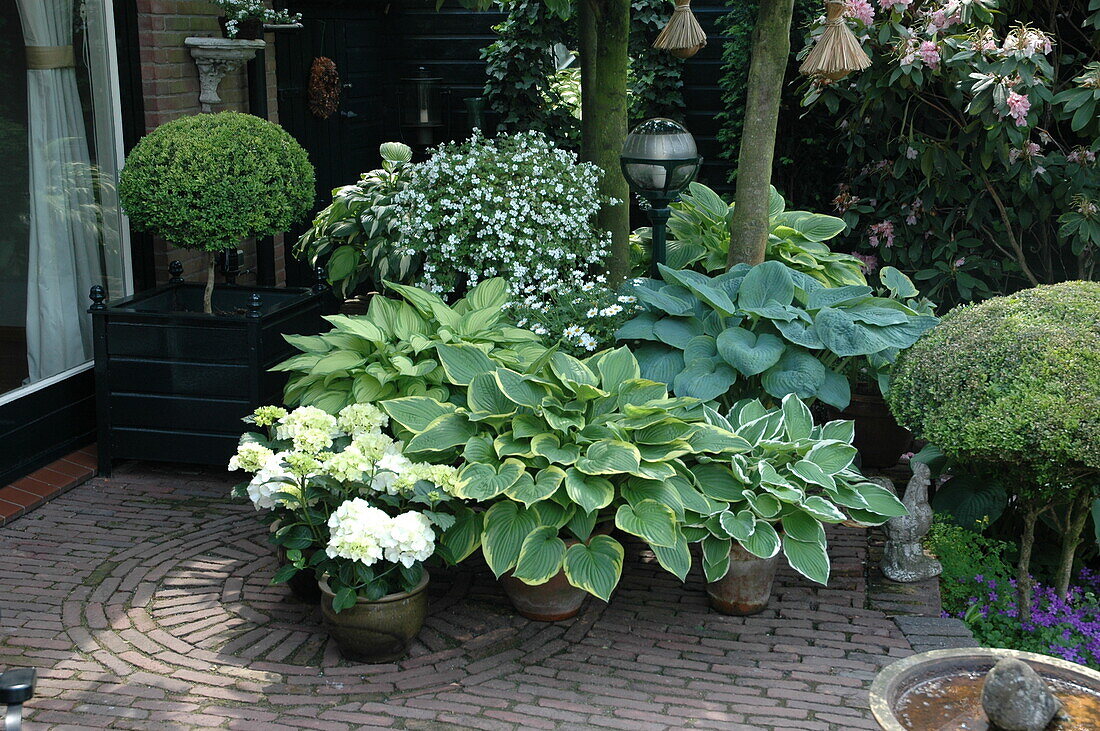 Hosta, Hydrangea