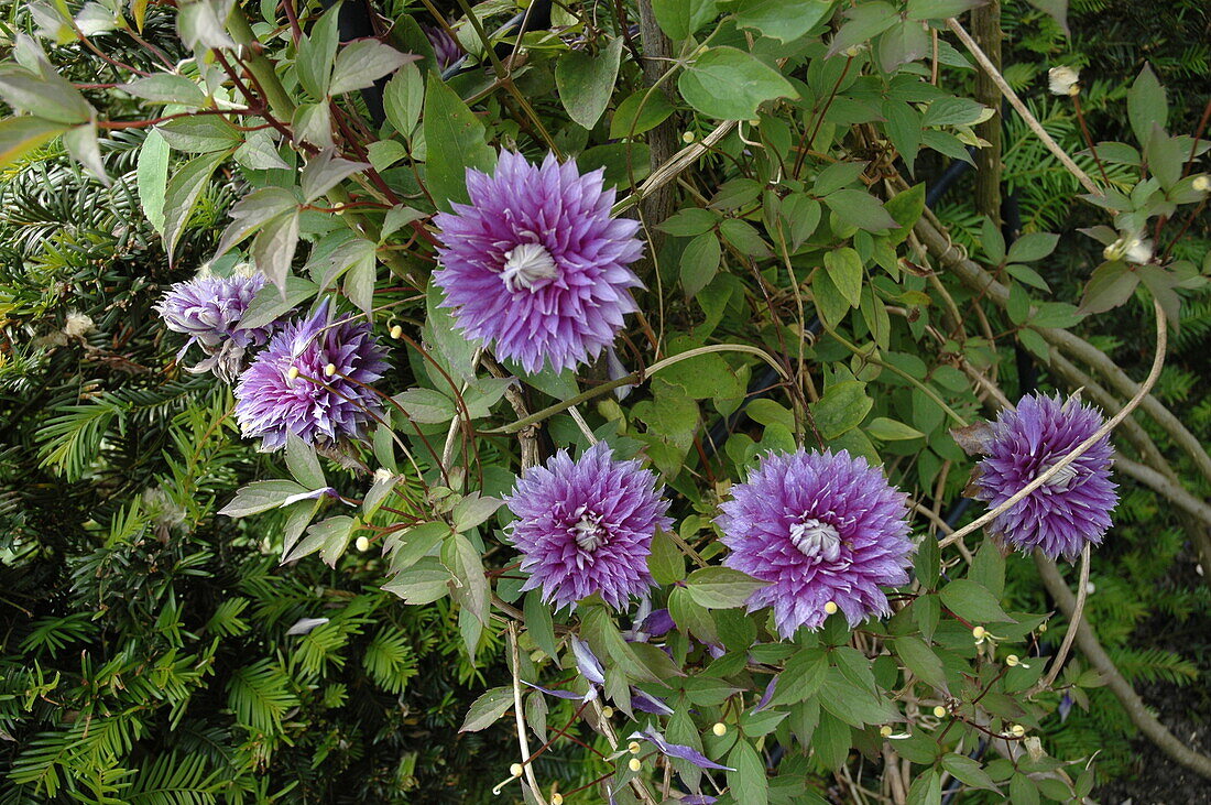 Clematis gefüllt