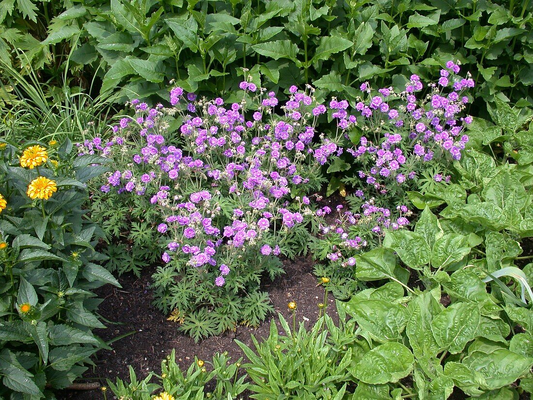 Geranium pratense 'Plenum Violaceum' (Plenum Violaceum)