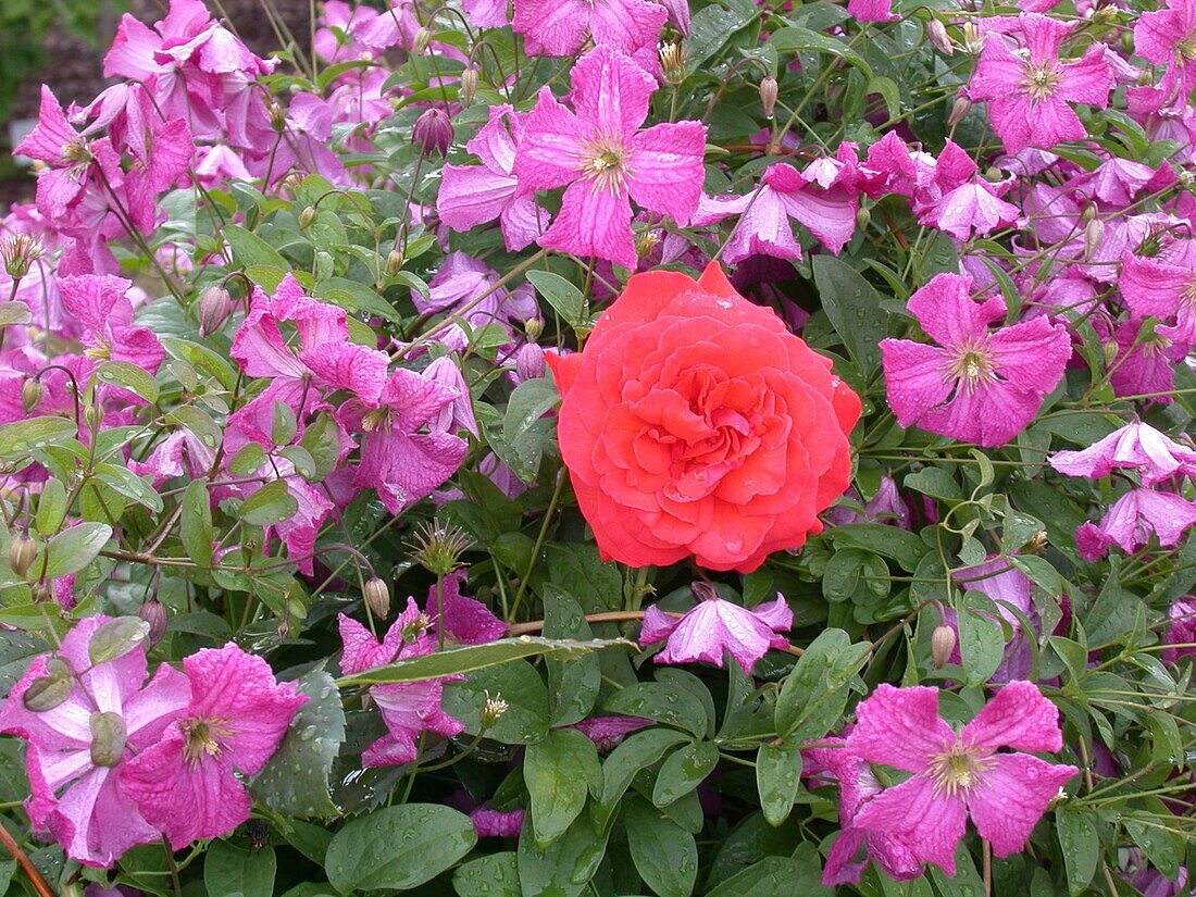 Rose in Clematis